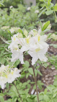 Darlin's Dream Azalea Rhododendron