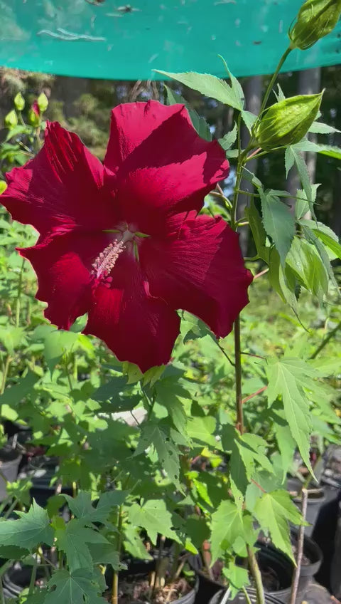 Lord Baltimore Hibiscus