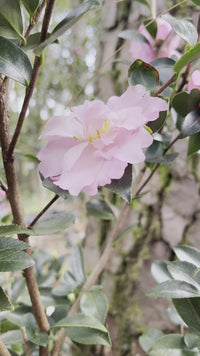 Pink Snow Camellia Sasanqua Shrub