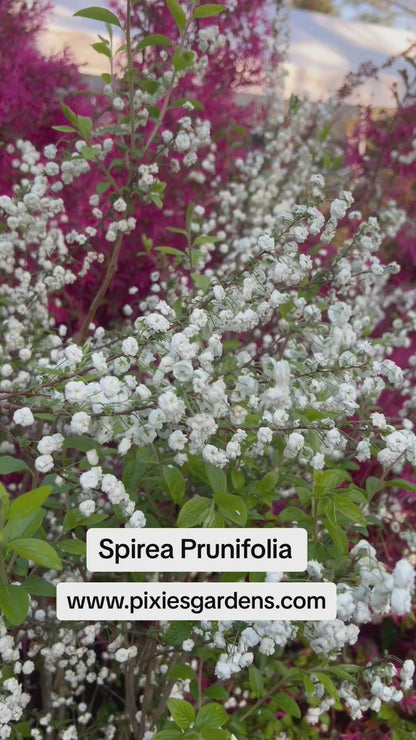 Spirea Prunifolia