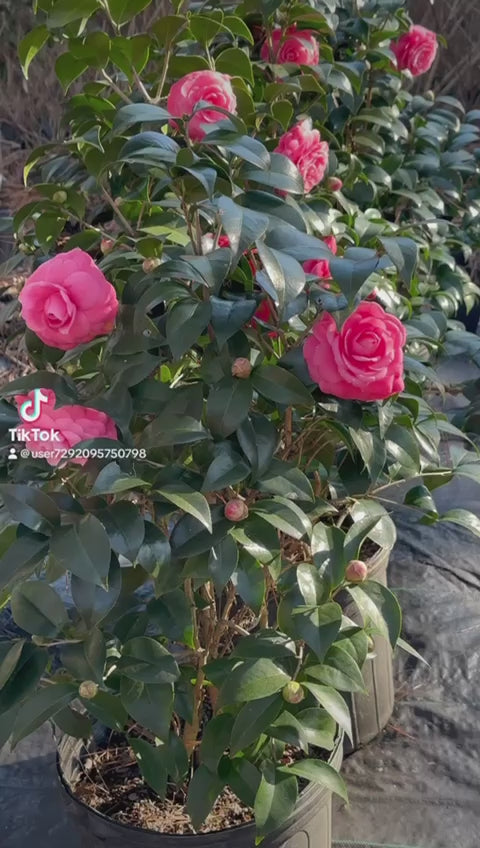 Jacks Camellia -Deep Pink Formal Double Blooms