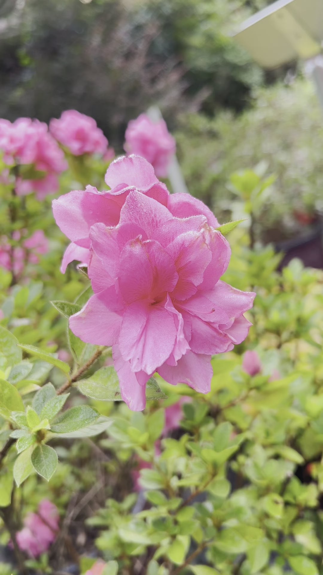 Flowering Autumn Carnation Azalea in landscape