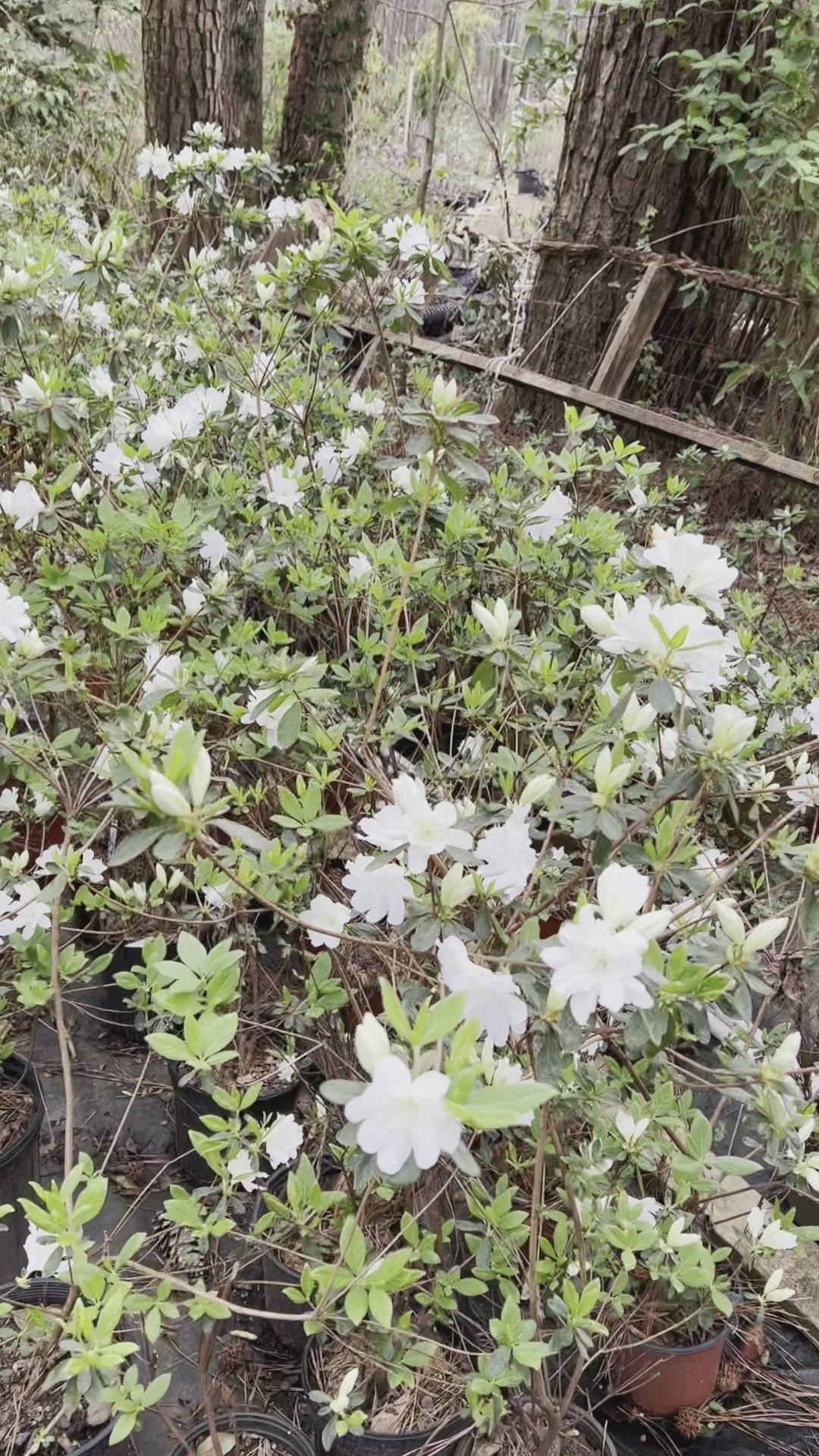 Delaware Valley White Azalea