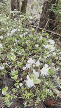 Delaware Valley White Azalea Shrub