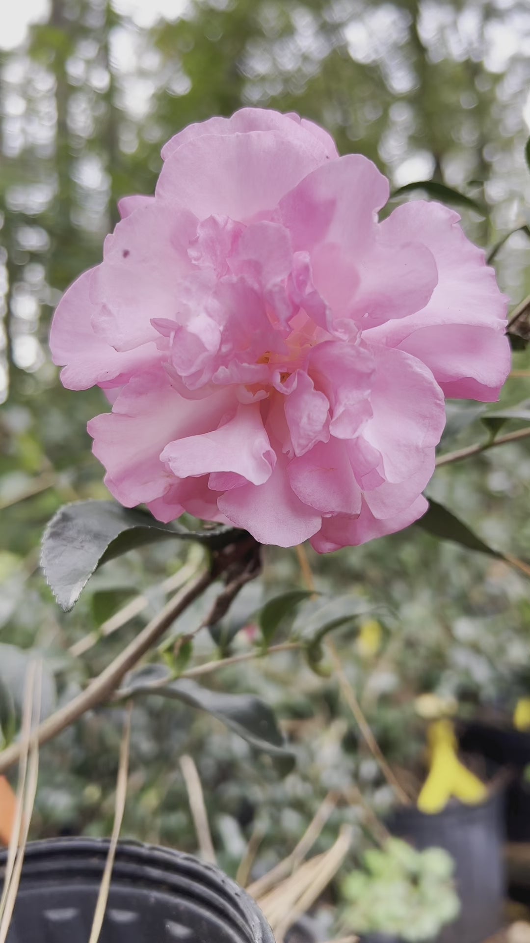 Stephanie Golden Camellia Sasanqua