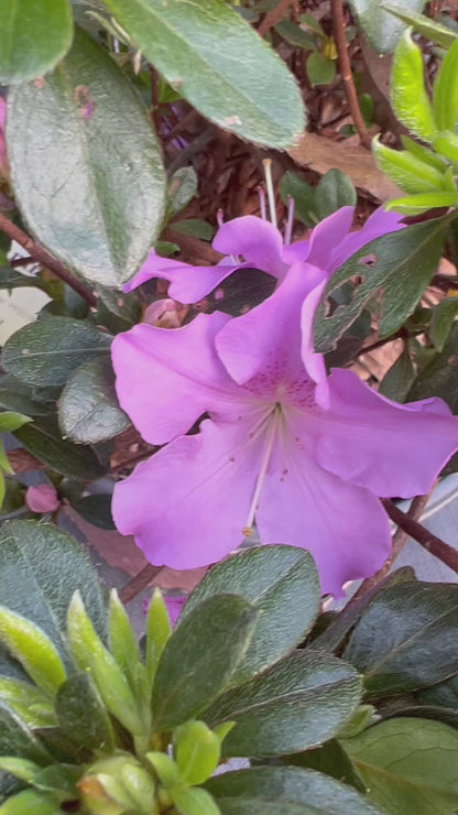 Encore Azalea Autumn Lilac