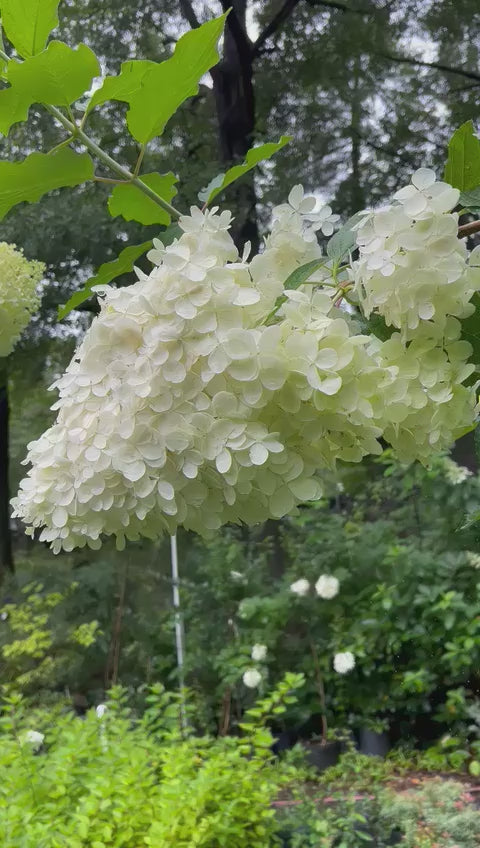 Phantom Hydrangea