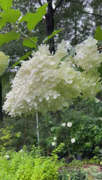 Phantom Panicle Hydrangea