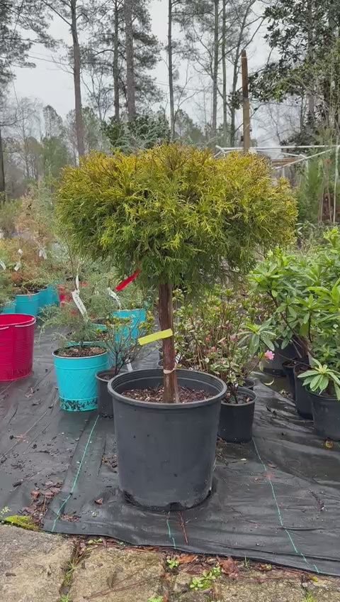 Cham Gold Mop Tree (Tree Form)
