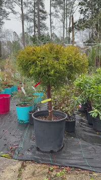 Cham Gold Mop Tree (Tree Form)