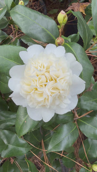 Jury’s Yellow Camellia Shrub