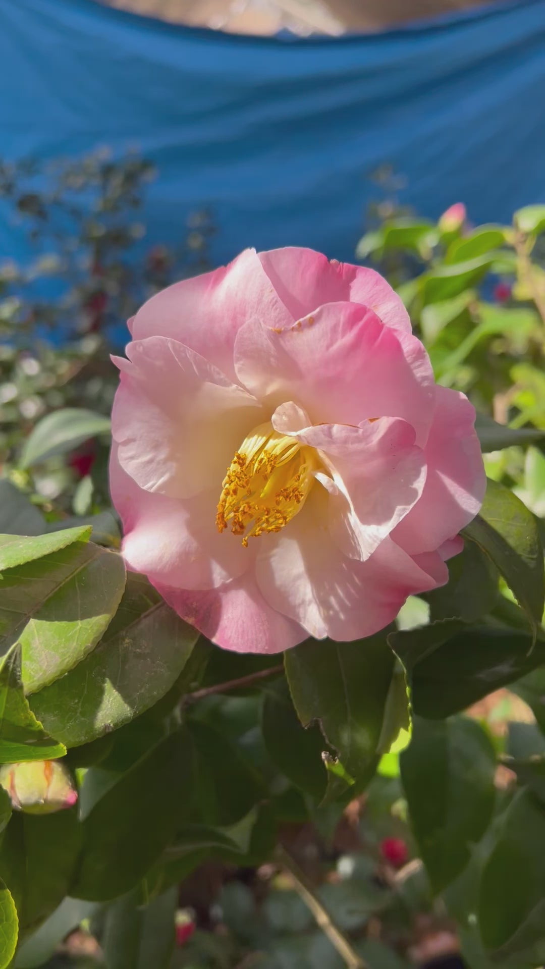 Dr Tinsley Camellia Japonica Elegant Shell Pink Flowers Blooms