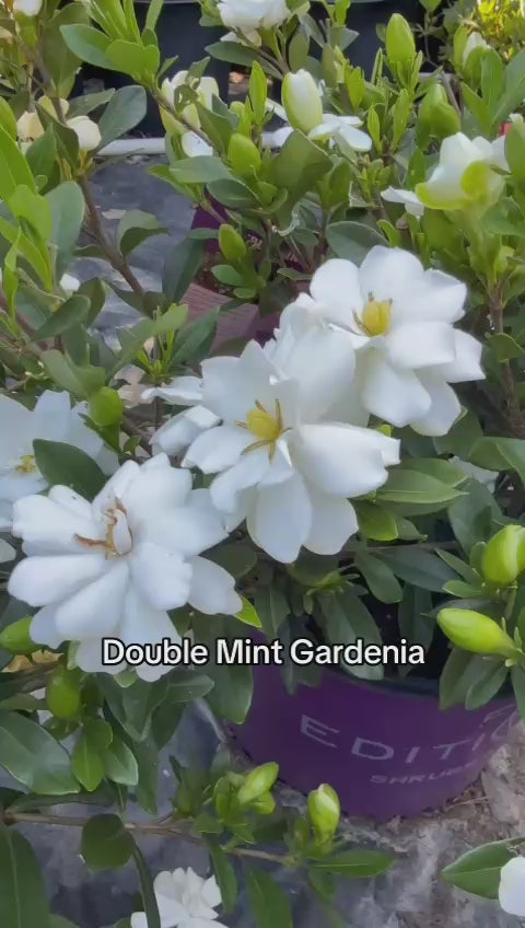 Double Mint Gardenia