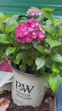 Let's Dance Lovable Hydrangea