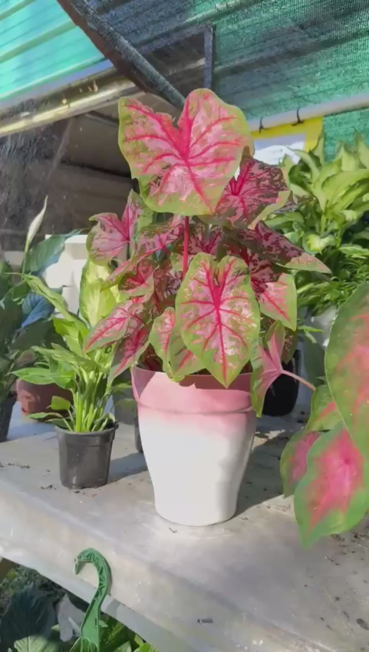 Caladium Plant – Colorful Tropical Foliage Live Indoor Plant in Ceramic Pot