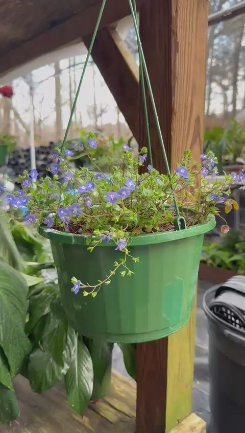 Georgia Blue Veronica