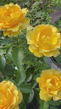 Julia Child Floribunda Rose Bush