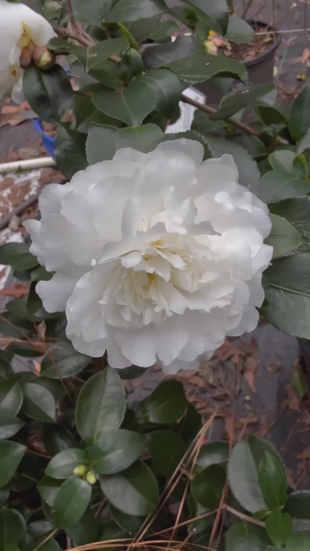 October Magic Ivory Camellia