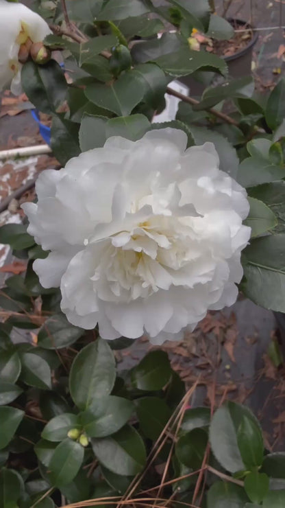 October Magic Ivory Camellia