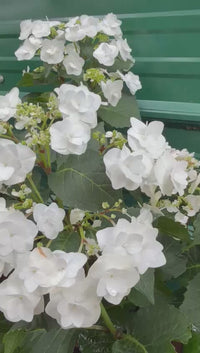 Woodland borders featuring Hydrangea Wedding Gown