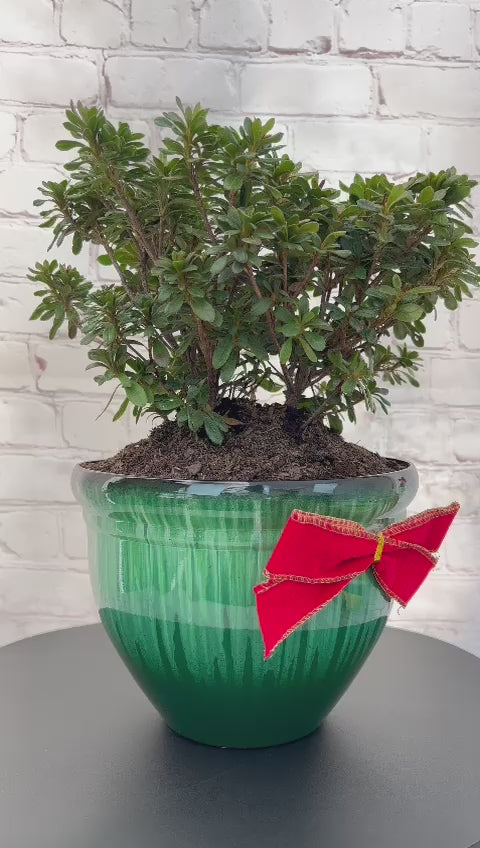 Bonsai Gumpo Pink Azalea  Indoor/Outdoor (Live Plant)