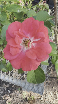 Coral Drift Groundcover Rose
