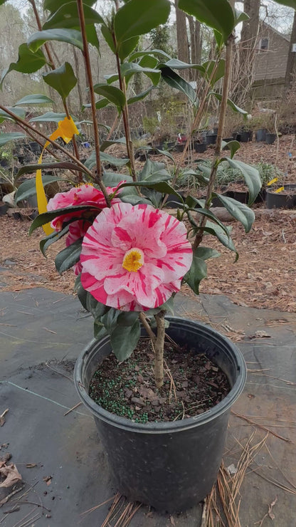 Tricolor Camellia