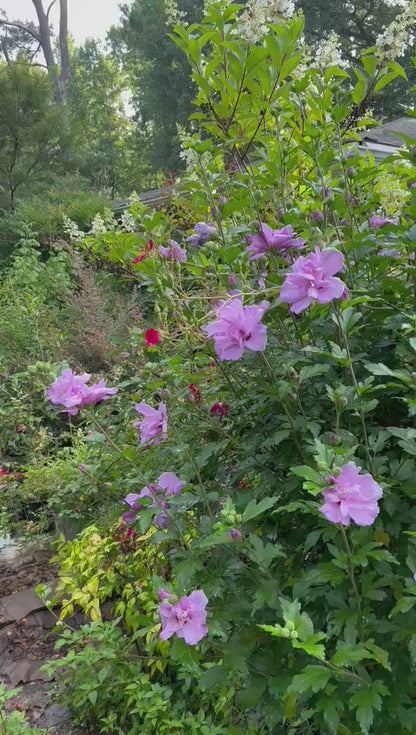 Althea Ardens, Gorgeous Double Purple Blooms Tree