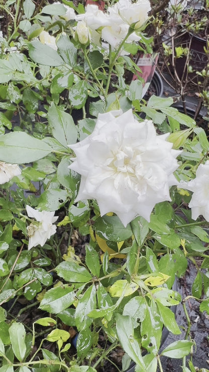 White Drift Rose
