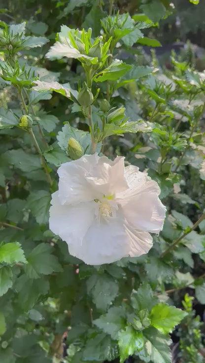White Althea plant – compact deciduous shrub