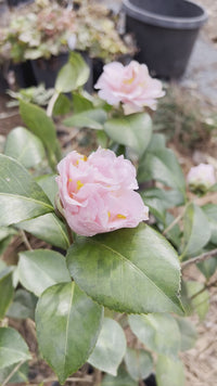 King's Ransom Camellia