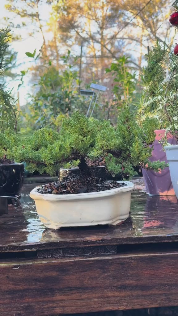 Juniper Bonsai - Very Cold Hardy, Live &amp; Exotic  In Ceramic Planter / Juniper Bonsai Tree