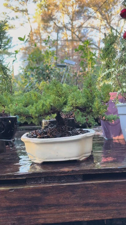 Juniper Bonsai - Very Cold Hardy, Live &amp; Exotic  In Ceramic Planter / Juniper Bonsai Tree