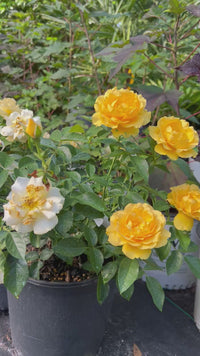 Julia Child Floribunda Rose Bush