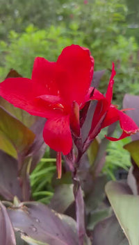 Canna 'Cannova Bronze Scarlet' Lily - [EG]