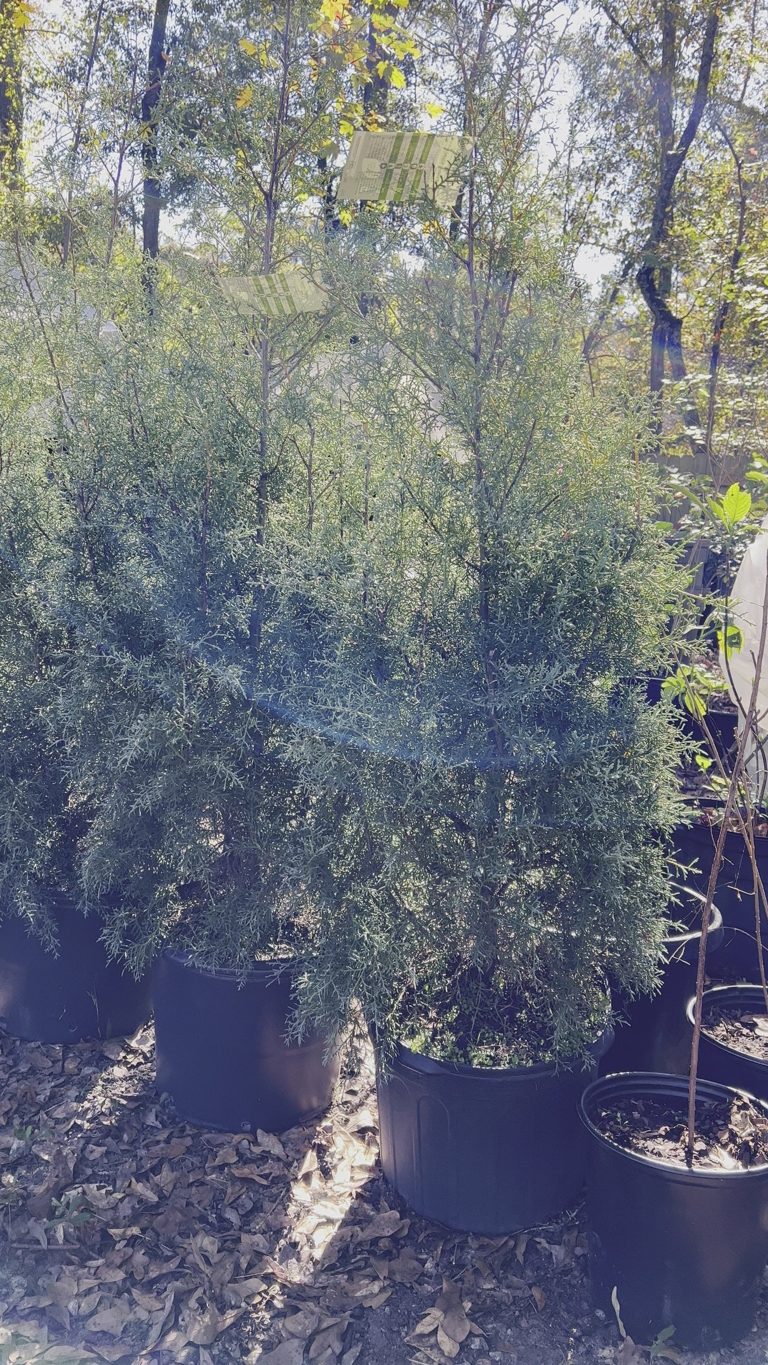 Carolina Sapphire Cypress - (Christmas Tree)