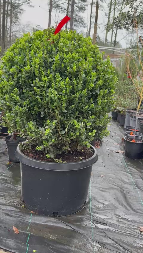 Topiary Boxwood Green Mountain Globe