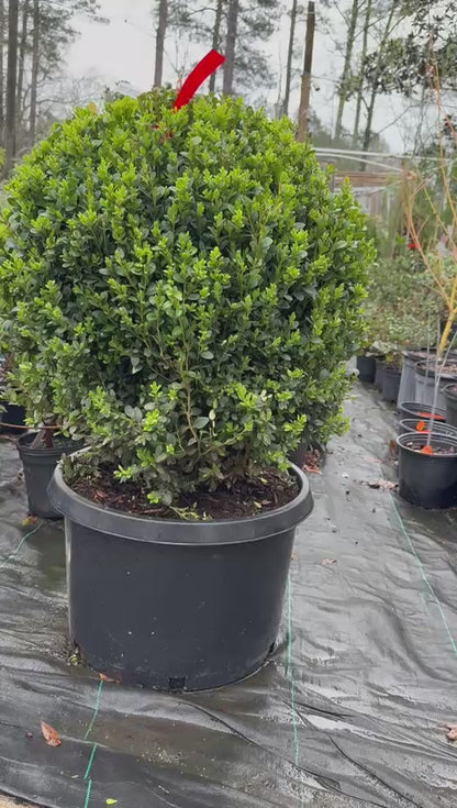 Topiary Boxwood Green Mountain Globe
