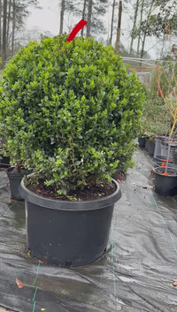 Topiary Boxwood Green Mountain Globe