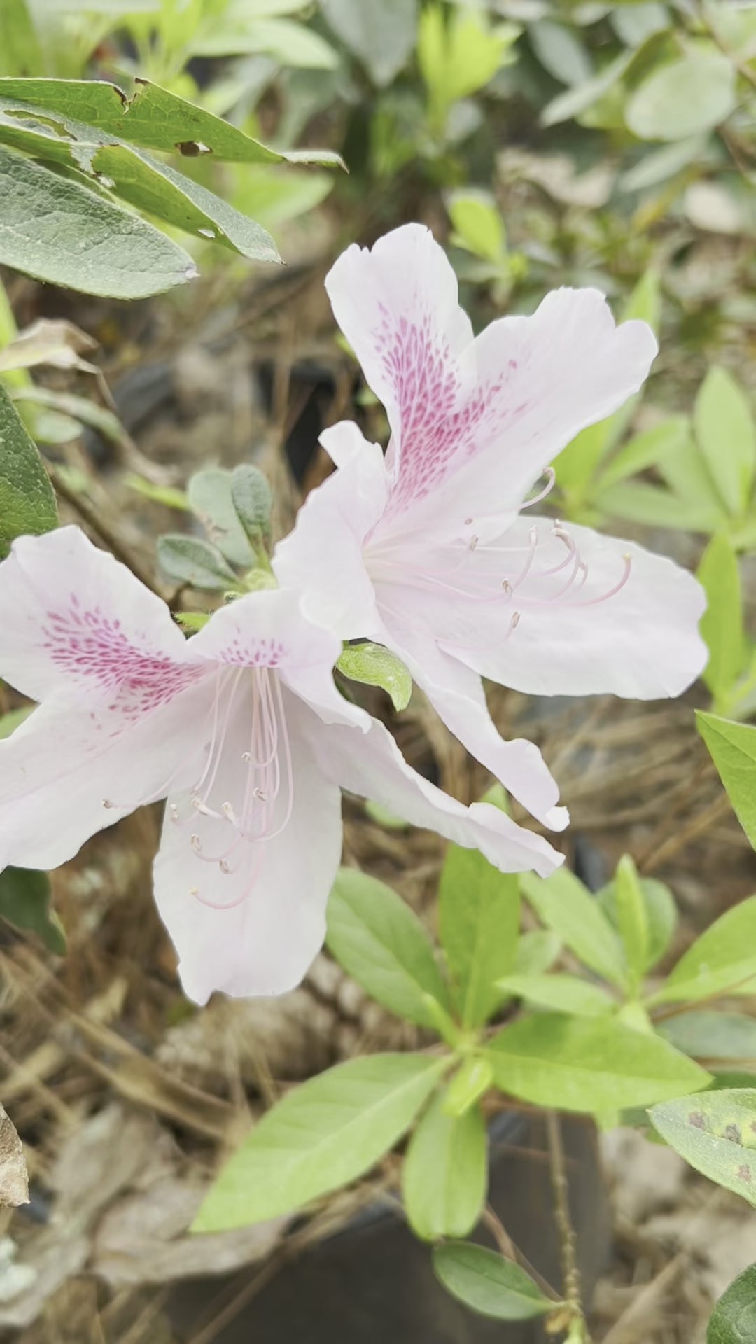 George Tabor Azalea