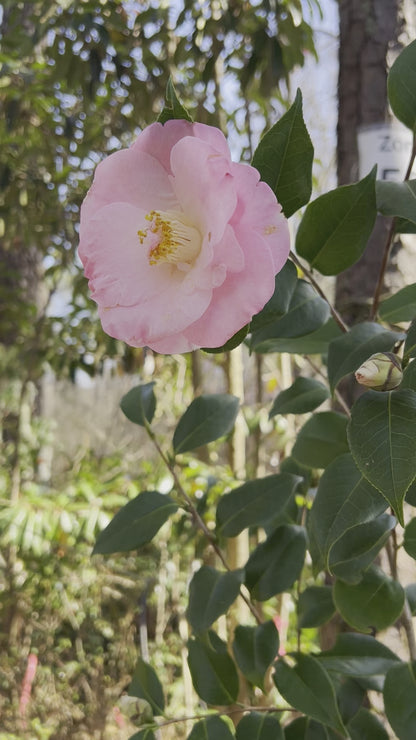 April Remembered Camellia-Cold Hardy to 5*F