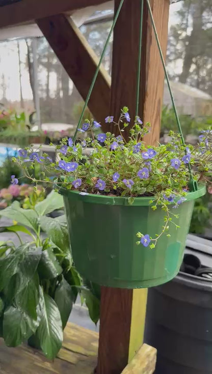 Georgia Blue Veronica