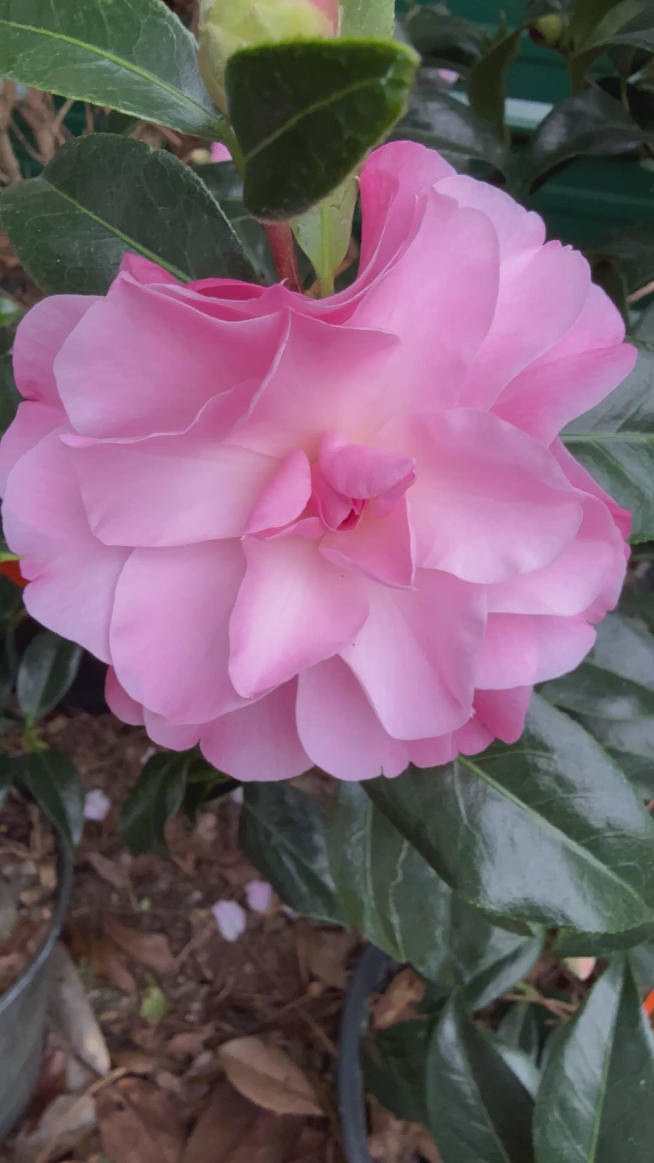 Buttons &amp; Bows Camellia Japonica