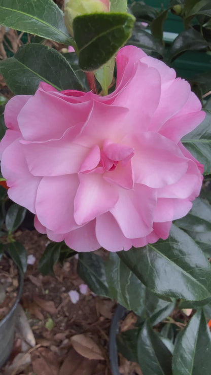 Buttons &amp; Bows Camellia Japonica
