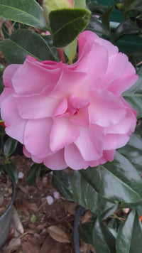Buttons & Bows Camellia Japonica