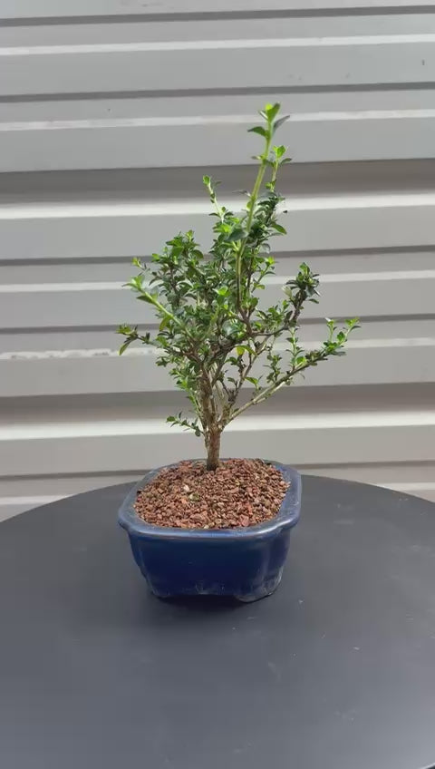 Thousand Star Series Live Bonsai