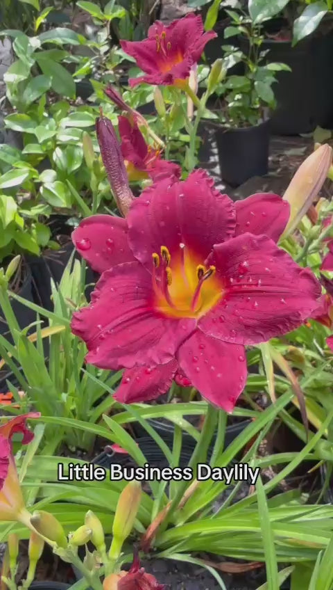 Hemerocallis Little Business Daylily