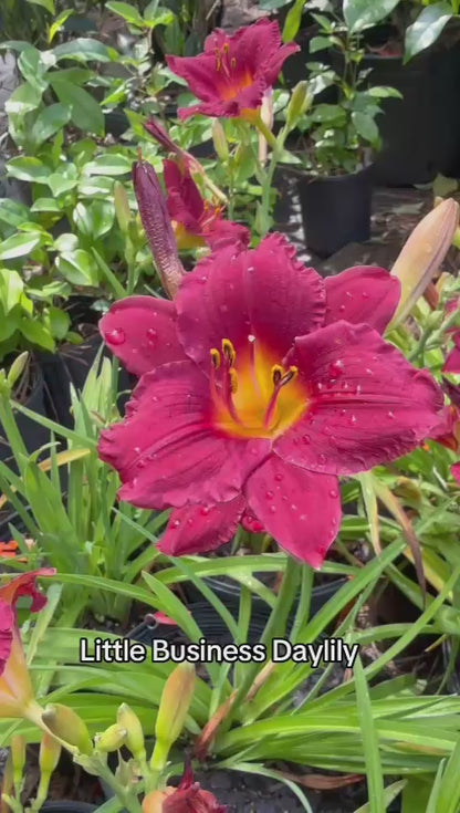 Hemerocallis Little Business Daylily