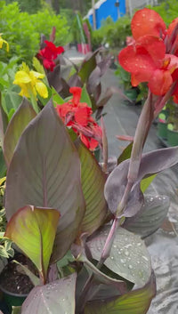 Canna 'Cannova Bronze Orange' Canna Lily - [EG]
