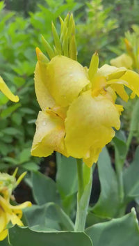Yellow Canna Lily Plant
